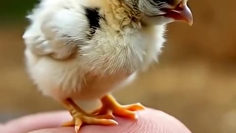 One Chick, One Mission: Be Absolutely Adorable 🐣💕 #shorts #cuteanimals #cute #viral #viralvideo