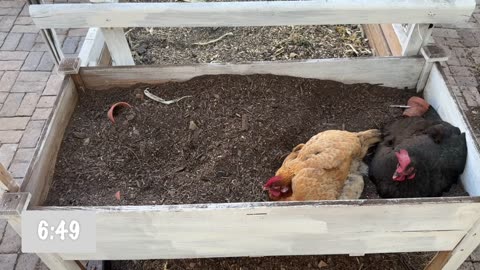 🕒 25-Minute Chicken ASMR Timer | Dirt Bathing Relaxation with Real Chickens 🐔🌿