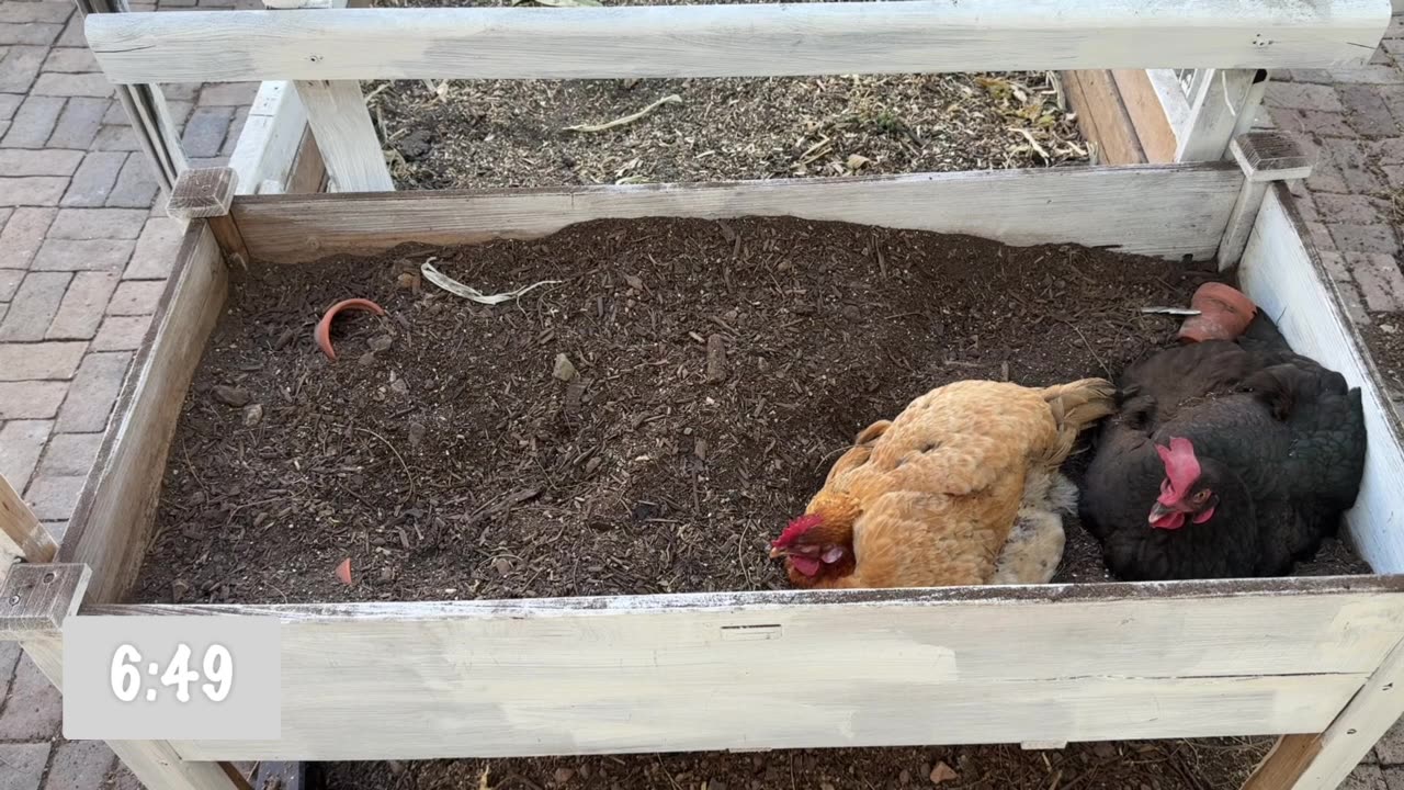 🕒 25-Minute Chicken ASMR Timer | Dirt Bathing Relaxation with Real Chickens 🐔🌿