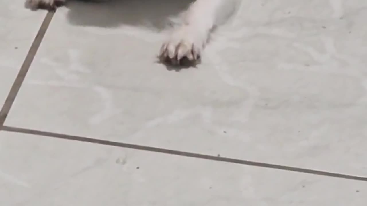 No, she didn't find the ant again.