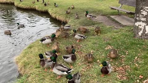 Wellfare Ducks