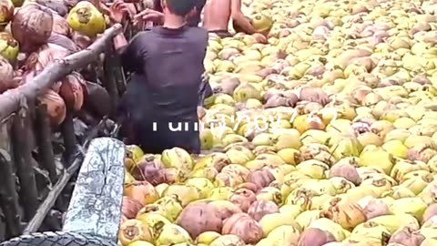 Efficient Coconuts Transport