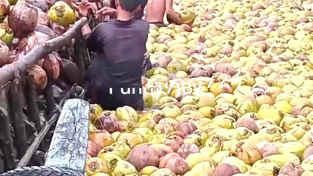 Efficient Coconuts Transport