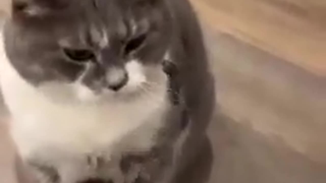 😍🐾 This Adorable Cat Will Melt Your Heart! | FunFM