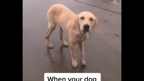 Funny video pets