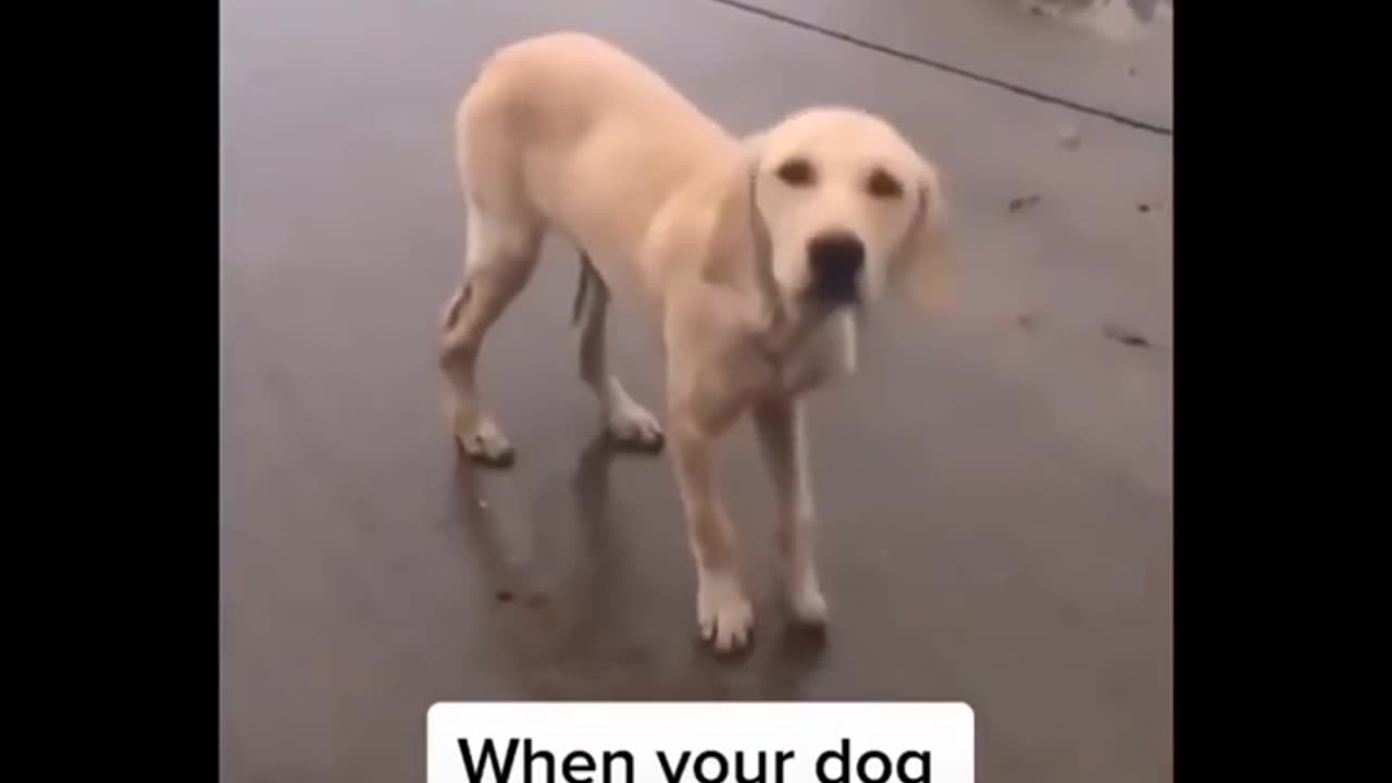 Funny video pets