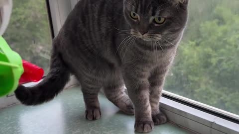 play with cat