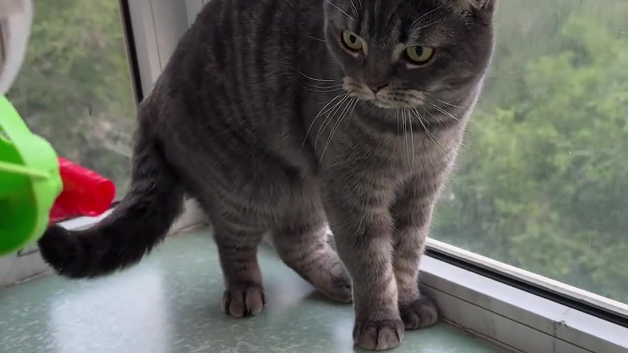 play with cat