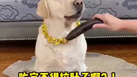 Dog- Why is this banana black, it can't be poisonous