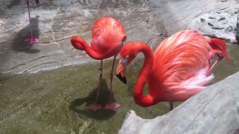 So cute, American flamingo