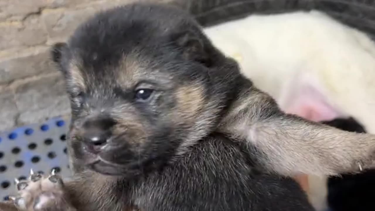 Get up every morning and spin around for the puppy