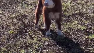 Baby Cow
