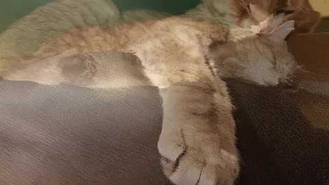 Contemplative Cory quickly becomes Sleepy Cory. #SparklegleamFarm #Cory #farm #cat