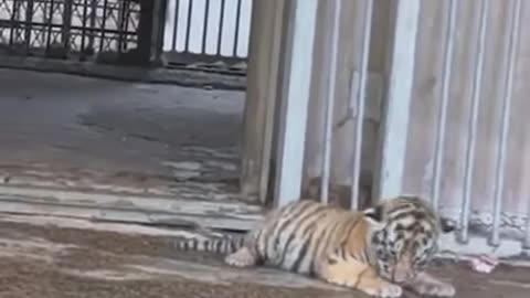 Tiger Mother