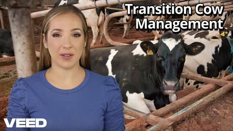 Transition Cow Management