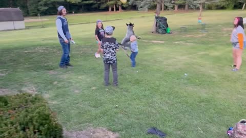 Blue Heeler Takes Out Toddler