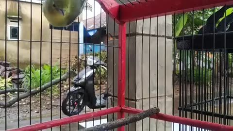 The cipoh kacat bird