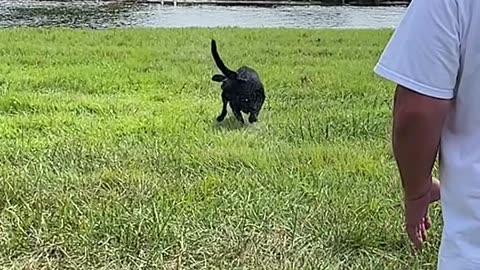 MASH - Dog Training - Duck Dog - Pitboss Waterfowl - Capt. Jeff Coats