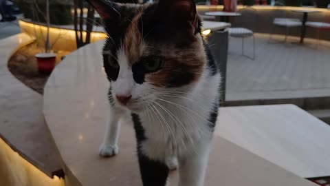 street cat