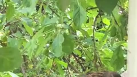 Sparrow