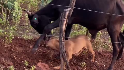 Broke ass opps still shop in the mall