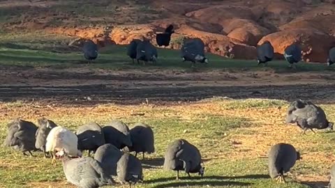 Snacks are where you find them!!!!