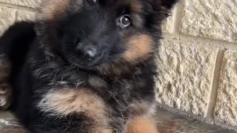 Dog's Comedy Videos 🤣 so cute videos 😍 funny videos 🤣 Live Camera HD video 🤣