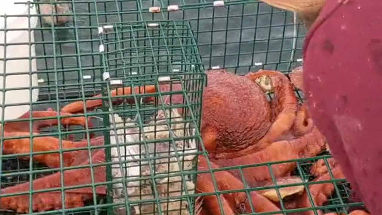 BIG OCTOPUSS