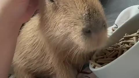 Capybara baby