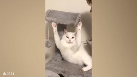 Hilarious Cats Doing the Dumbest Things!