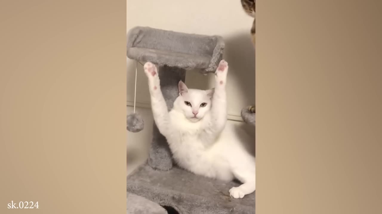 Hilarious Cats Doing the Dumbest Things!