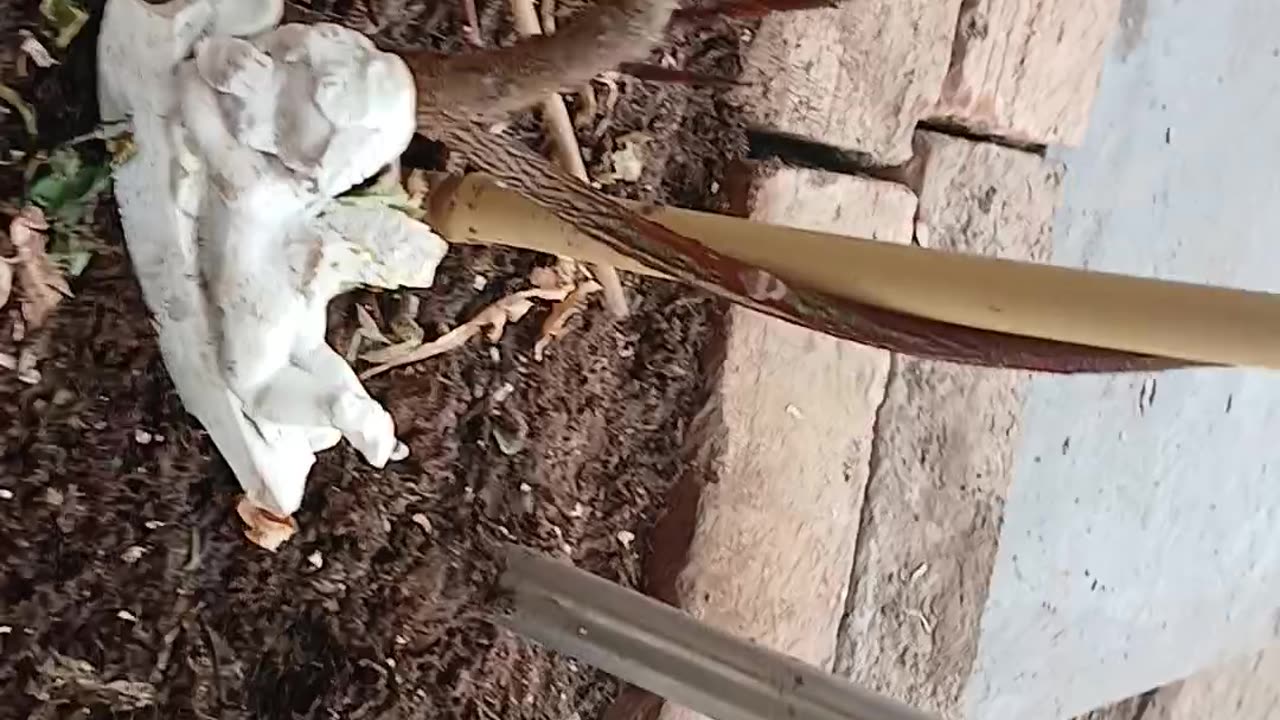 Lola is becoming a wisteria tree