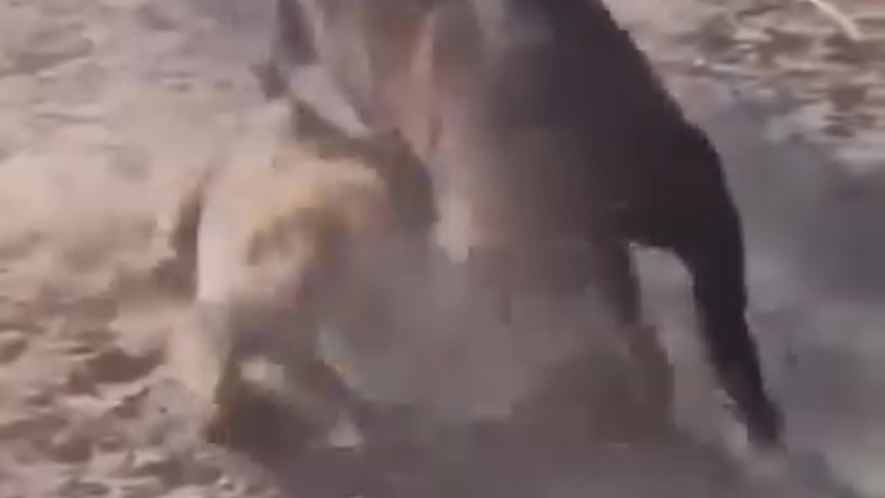 Animal and birds attack