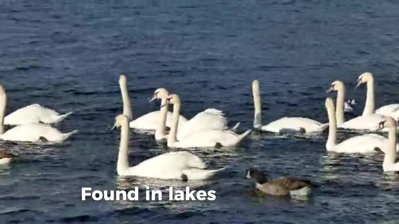 Swans Raspberry Rumble