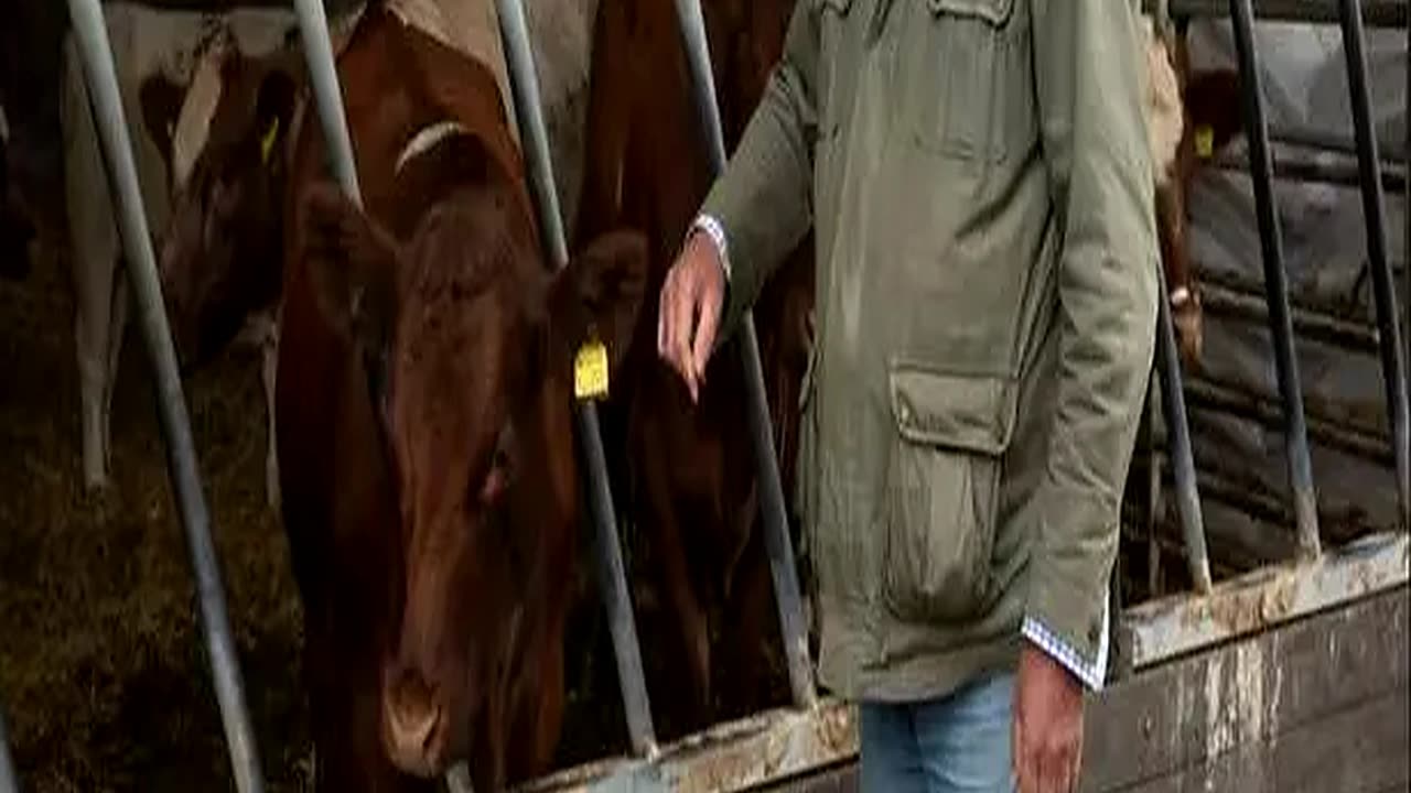 Jeremy Clarkson Devastated as Beloved Cows to Be