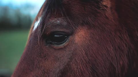 PURE ELEGANCE! 🐎✨ Beautiful Horse and Amazing Connection!