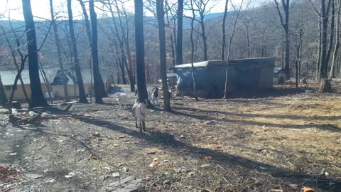 What Happens When You Say Happy Thanksgiving to a Goat?