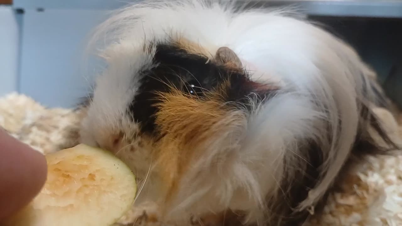 Cute Guinea Pig Eating Apple