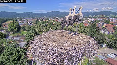 😂 Storks watch the flight of a dragonfly 🦟 😂🤣😁