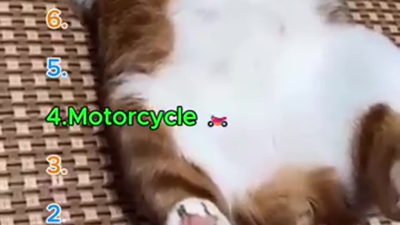 Top 16 Funniest Talking Cats Ever part2