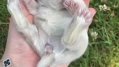 Couple rescue a cute animal