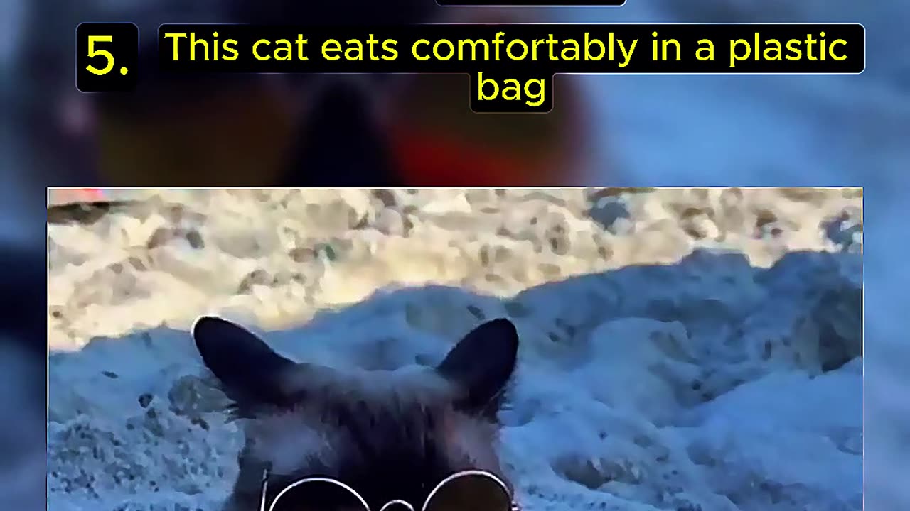 Top Random Cat Video