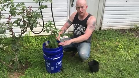 How to Make Five-Gallon Self-Watering Buckets