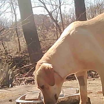 EA S140 - Luck Be A Lady