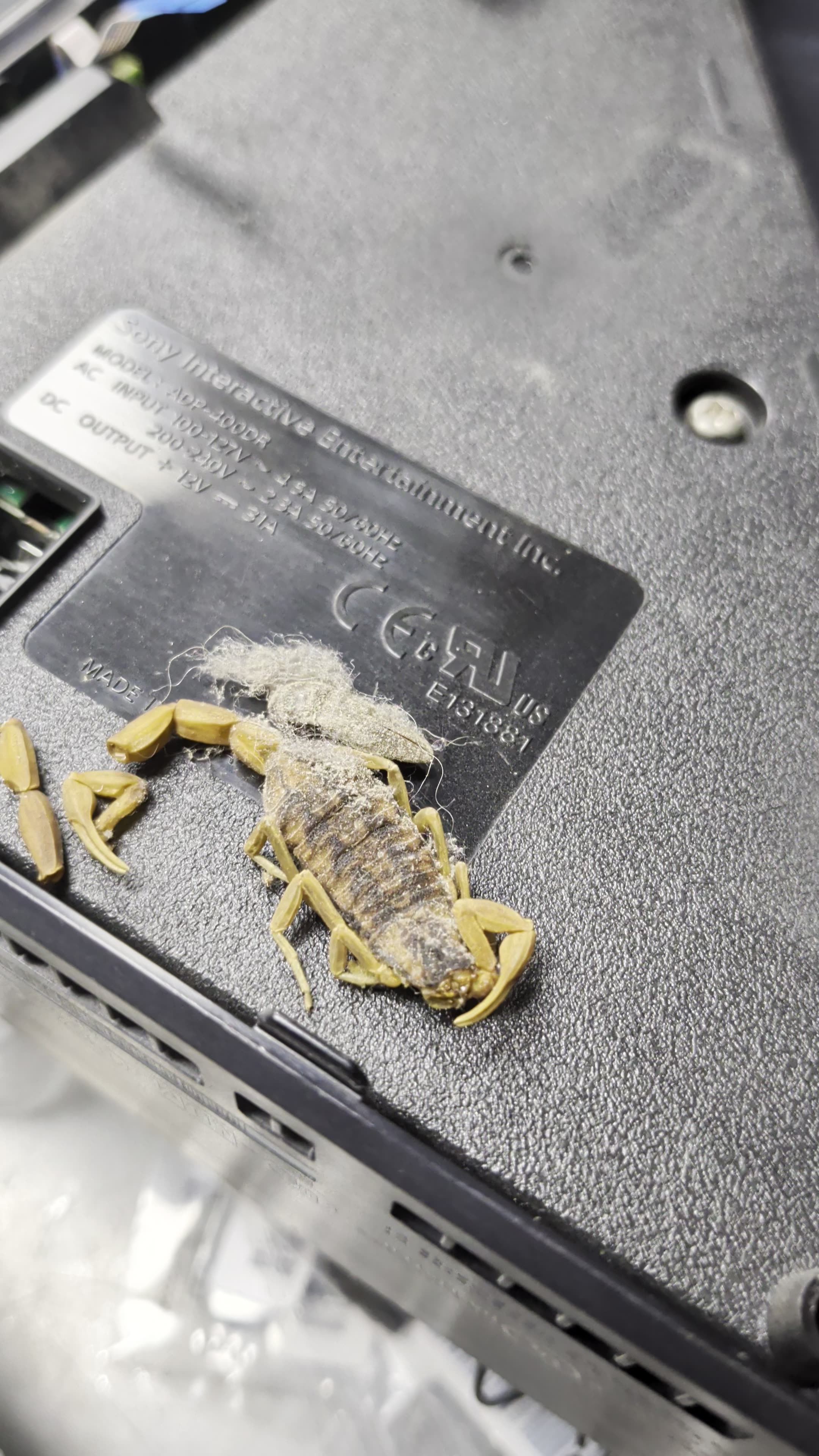 Surprise Guest In This PS5 HDMI Repair!