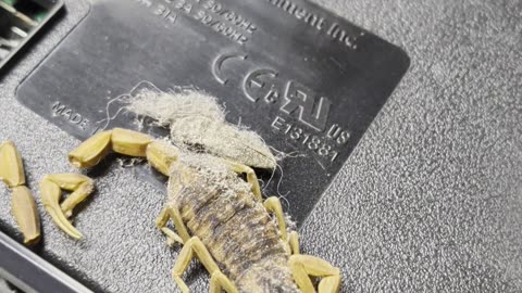 Surprise Guest In This PS5 HDMI Repair!