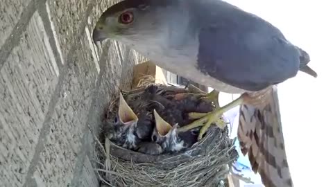 Mother Bird & Childrens