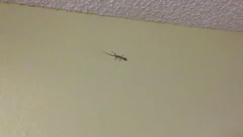 My Lizard Roommate _ Joe Winko (Oct 16th 2017)