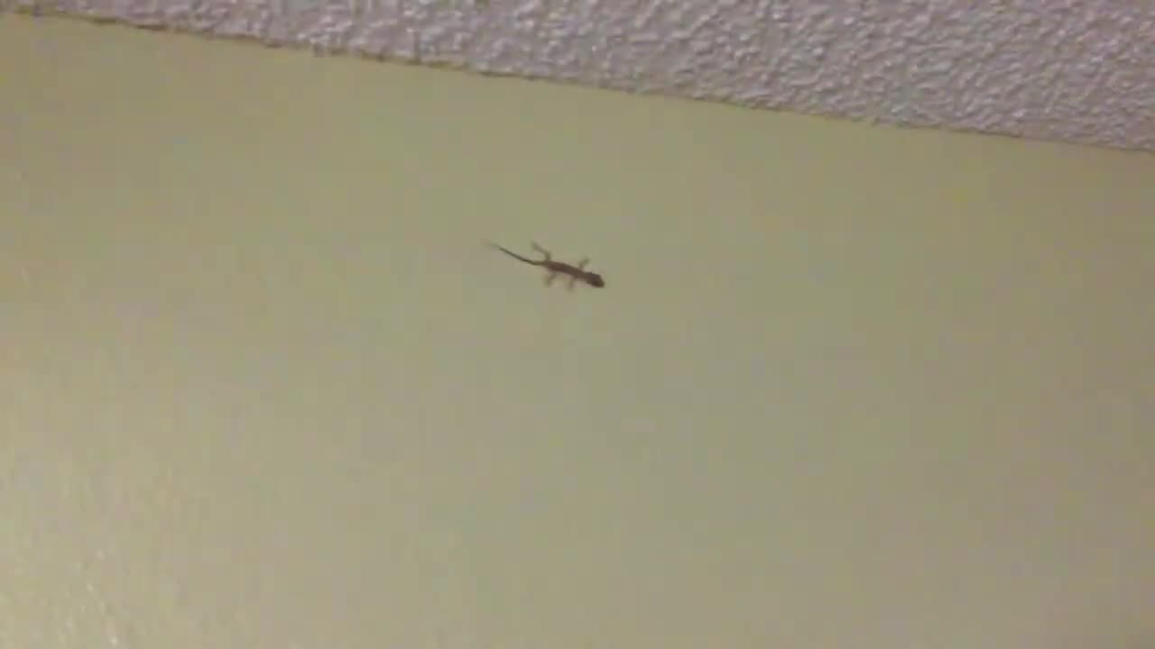 My Lizard Roommate _ Joe Winko (Oct 16th 2017)