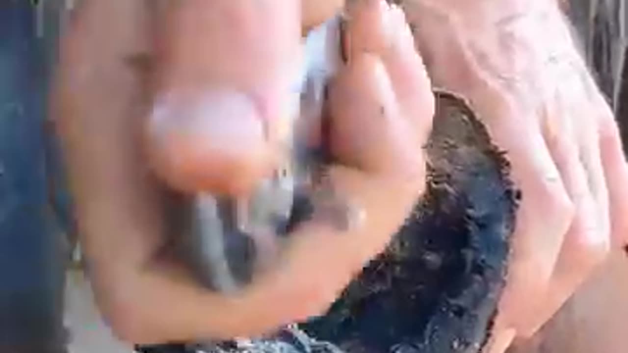 This Man Cleaning Horse Leg